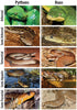 Boas and Python of the World - Mark O'Shea 2011